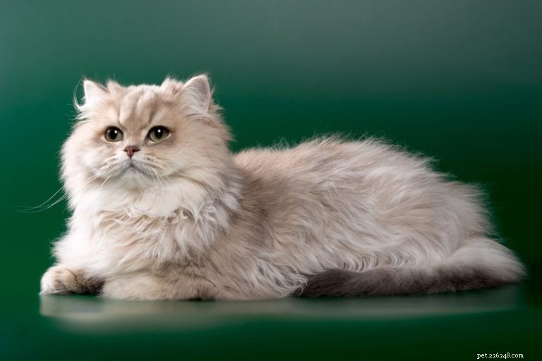 100 schattige kattennamen:mooie en lieve opties voor je kat