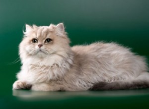 100 nomes de gatos fofos:opções bonitas e doces para seu gato