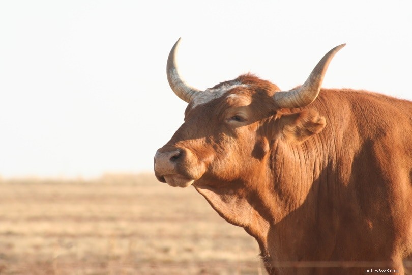 アフリカンダー牛の品種 