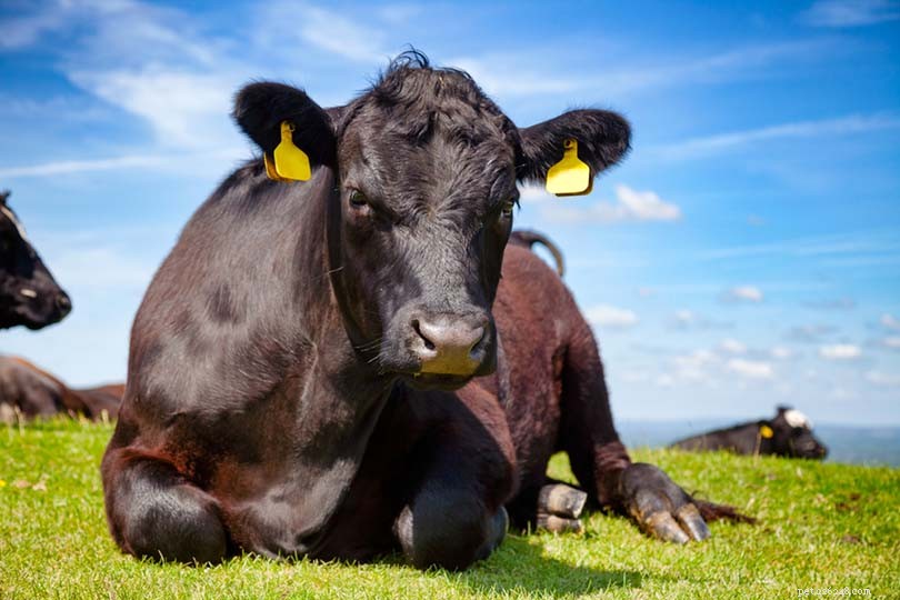 Pourquoi les bovins sont-ils écornés ? Est-ce douloureux pour eux ?