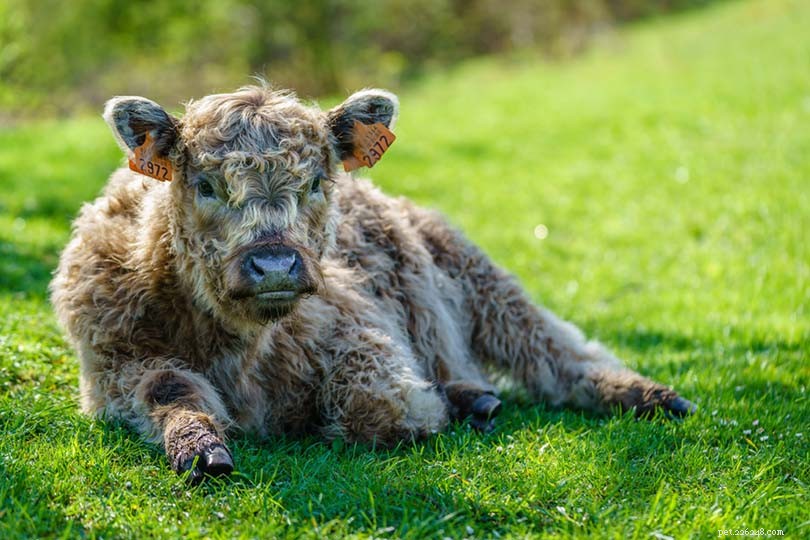 Perché i bovini vengono privati ​​delle corna? È doloroso per loro?