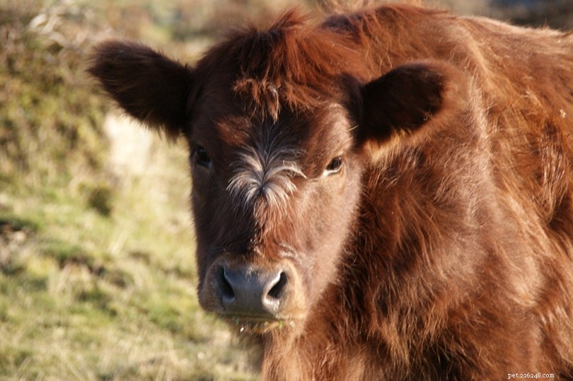 Perché i bovini vengono privati ​​delle corna? È doloroso per loro?