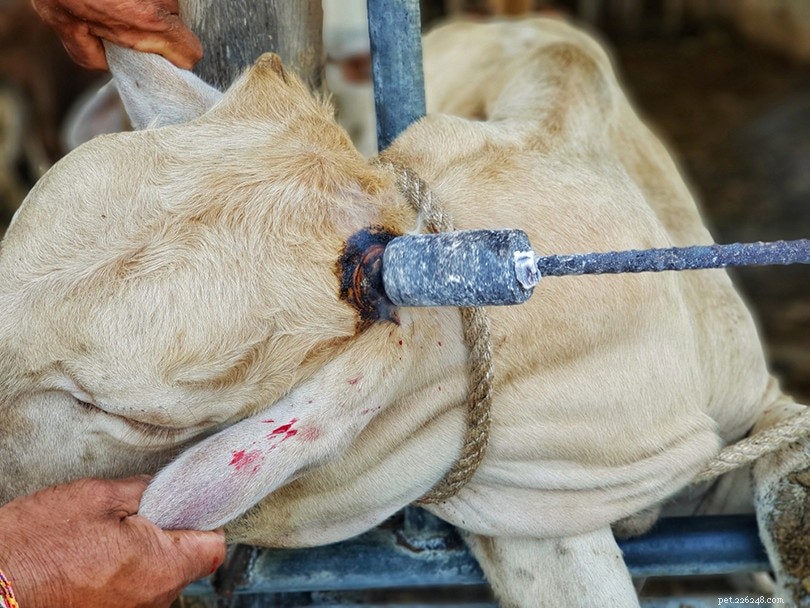 なぜ牛は角が剥がれているのですか？それは彼らにとって苦痛ですか？ 