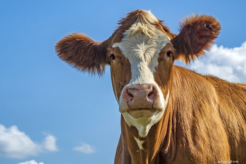 Порода крупного рогатого скота Маас Рейн-Иссель