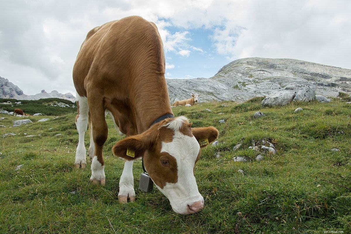 ムーズラインイッセル牛の品種 
