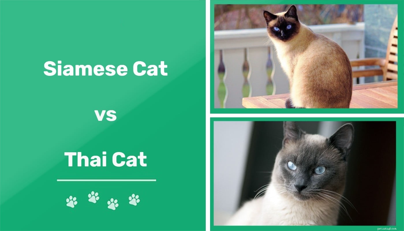 Siamês x gato tailandês:qual é a diferença?