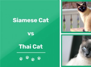 Siamês x gato tailandês:qual é a diferença?