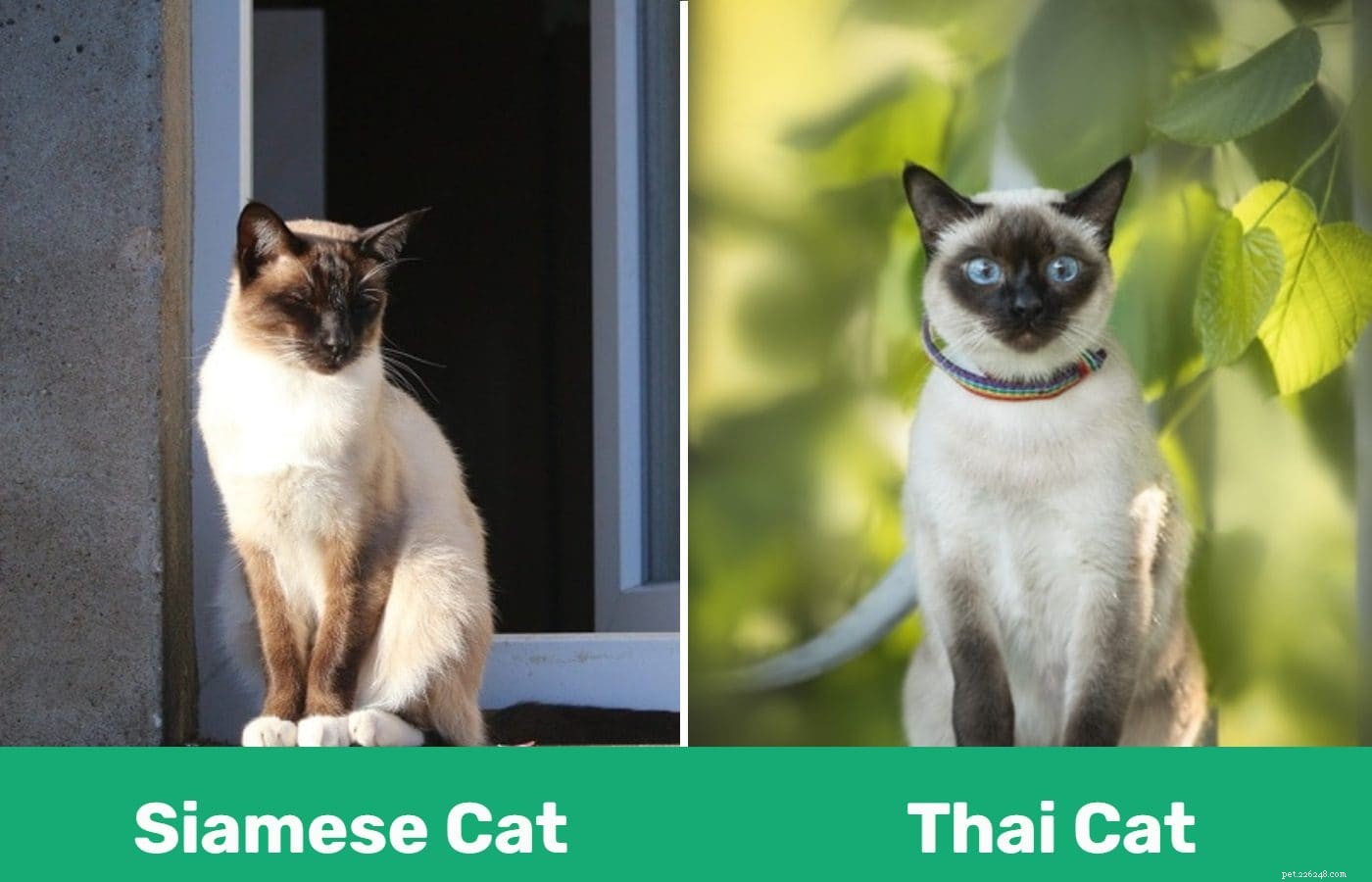 シャムとタイの猫：違いは何ですか？ 