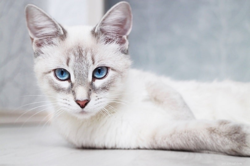 Сиамская и тайская кошка:в чем разница?