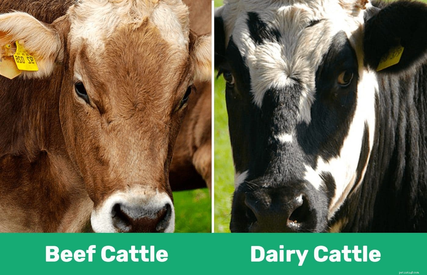 Gado de corte vs. Gado de leite:Quais são as diferenças? (Com fotos)