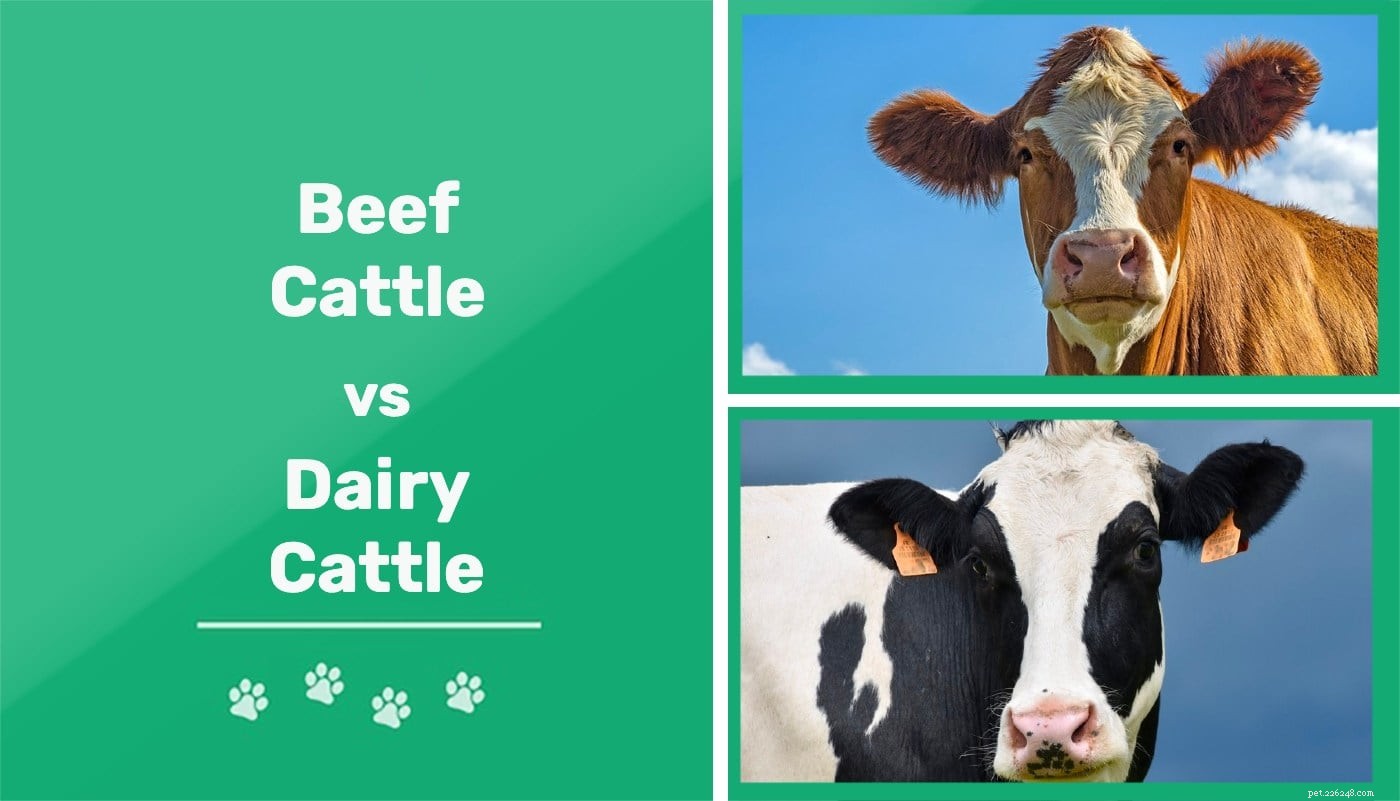 쇠고기와 유제품의 차이점:차이점은 무엇입니까? (사진 포함)