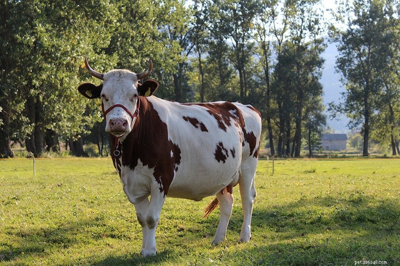肉用牛と乳牛：違いは何ですか？ （写真付き） 