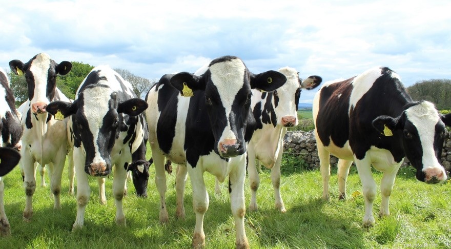 Bovins de boucherie et bovins laitiers :quelles sont les différences ? (Avec photos)