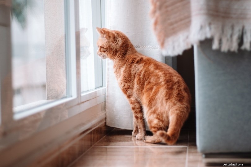 Rykter katter hemifrån för att dö? Varför?