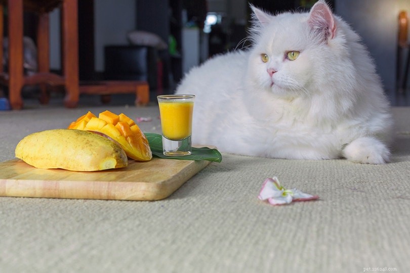 Les chats peuvent-ils manger de la mangue ? Ce que vous devez savoir !