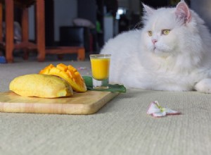 Gatos podem comer manga? O que você precisa saber!