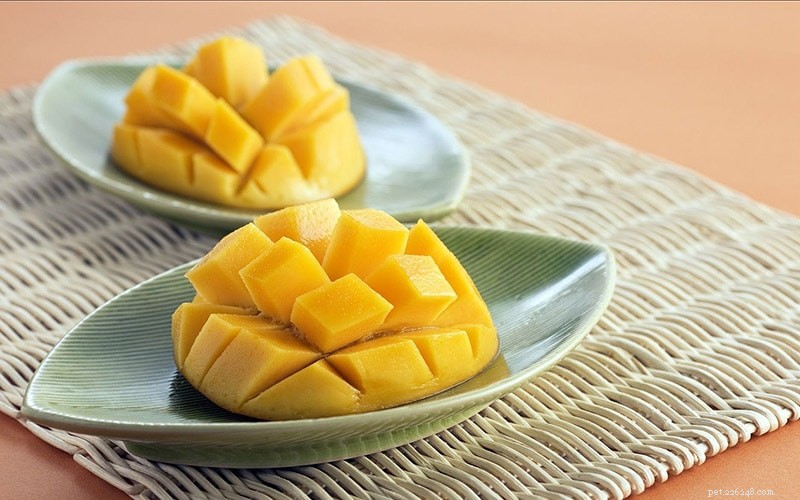 Kan katter äta mango? Vad du behöver veta!