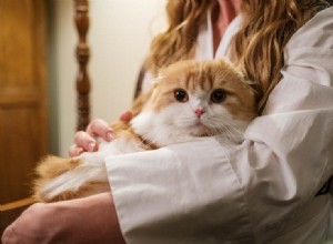 10 kattentrends in de huisdierenindustrie om naar te kijken in 2022