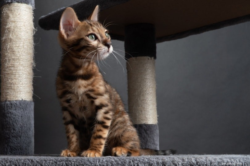 10 kattentrends in de huisdierenindustrie om naar te kijken in 2022