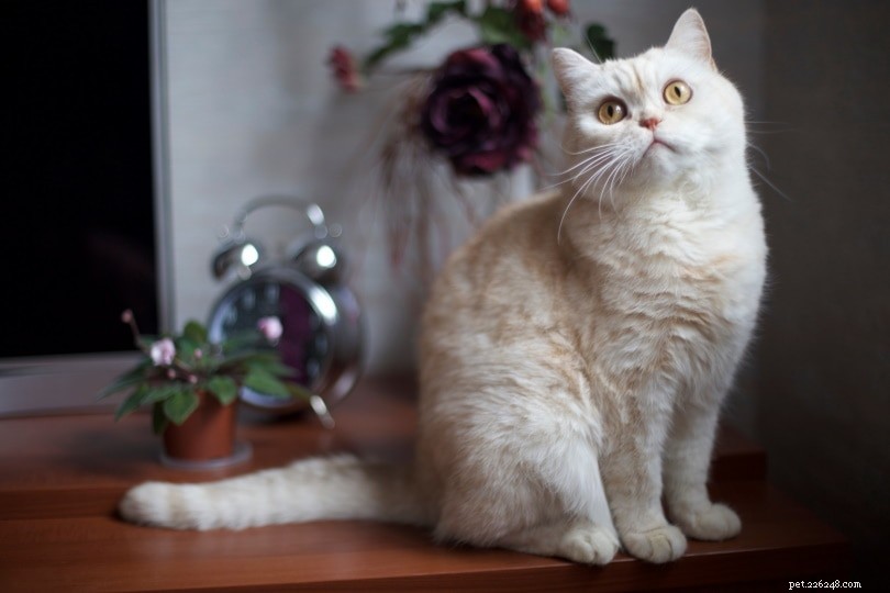 10 statistik britských koček, které by všichni milovníci domácích mazlíčků měli vědět v roce 2022