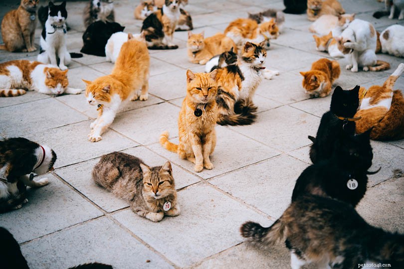 2022년 모든 애완동물 애호가가 알아야 할 영국 고양이 통계 10가지