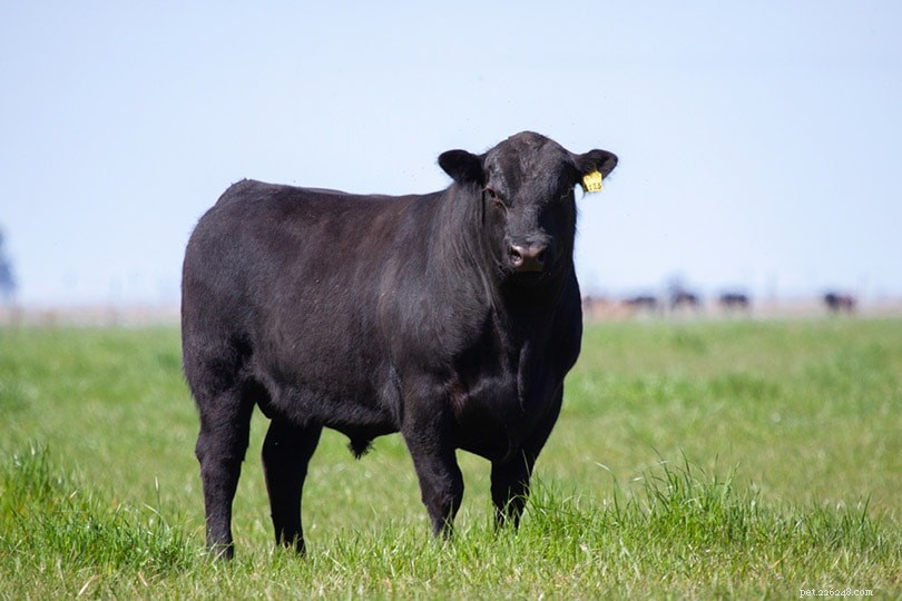 4 самых дорогих когда-либо проданных крупного рогатого скота