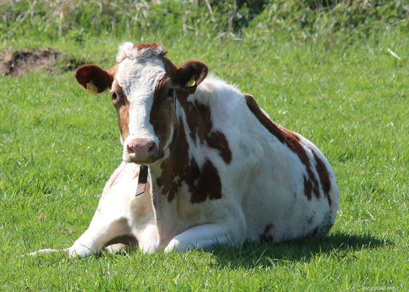 Holsteins nötkreatur