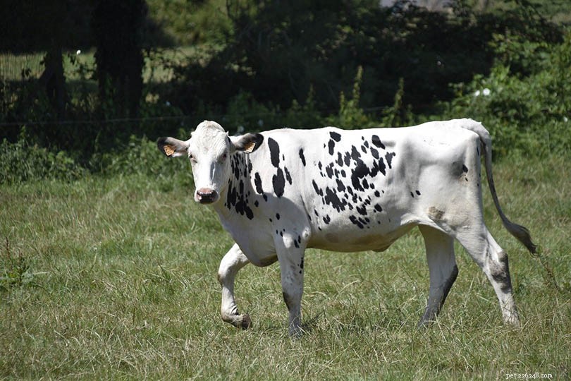 ホルスタイン牛の品種 