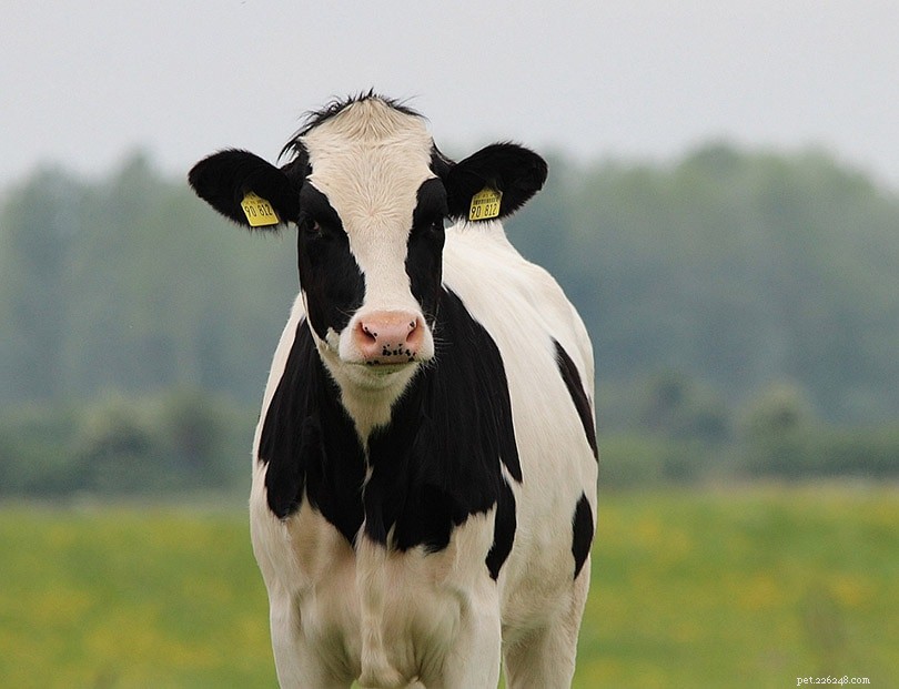 Razza di bovini Holstein