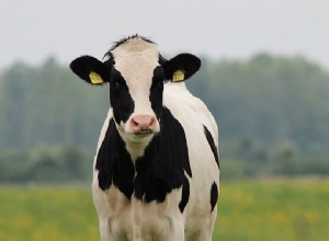 ホルスタイン牛の品種 