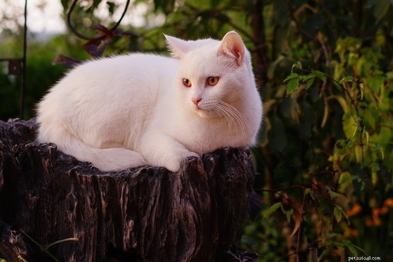 100匹の白い猫の名前：あなたの猫のためのクリーンカットオプション 