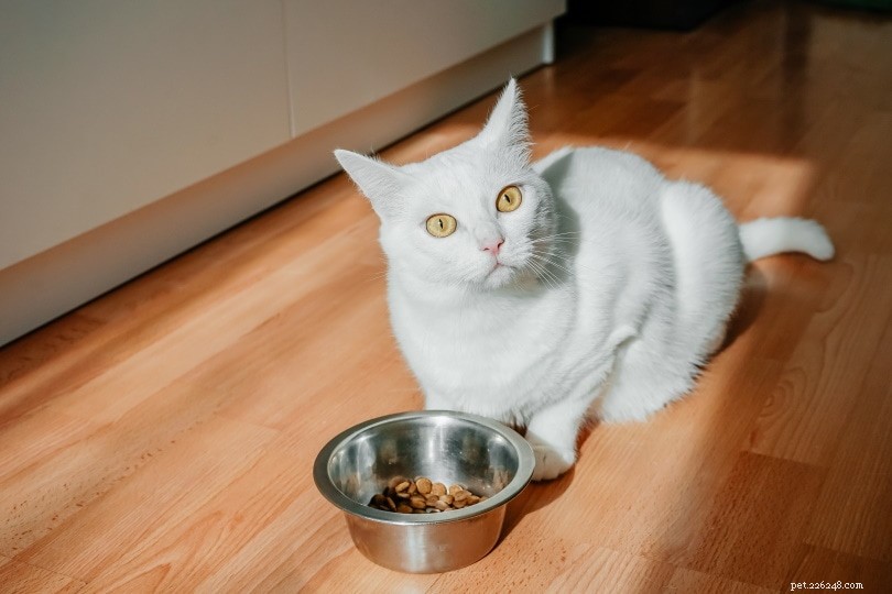 100 jmen bílých koček:Možnosti čistého střihu pro vaši kočku