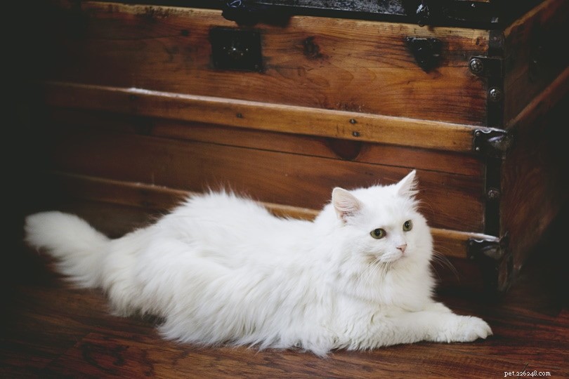 흰 고양이 이름 100가지:고양이를 위한 깔끔한 절단 옵션