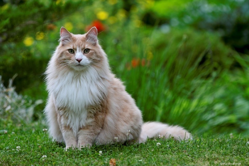 170+ japonských kočičích jmen:Exotické možnosti pro vaši kočku (s významy)