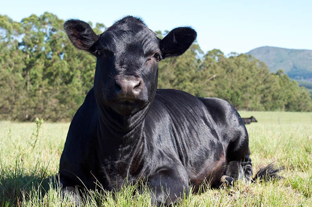 アバディーンアンガス牛の品種 