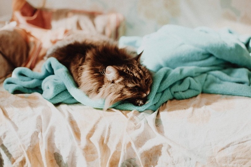 Почему моя кошка сосет одеяла? 6 возможных причин такого поведения