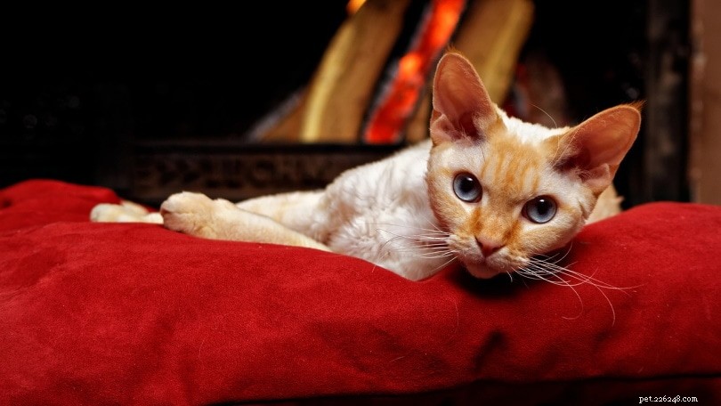 고양이가 담요를 빨아먹는 이유는 무엇입니까? 이러한 행동의 6가지 가능한 이유