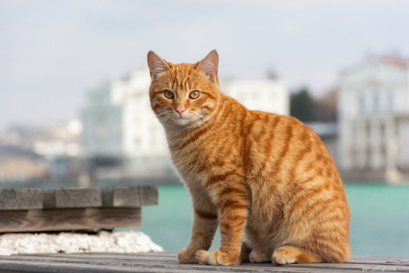200 nomi di gatti maschi:opzioni difficili e popolari per il tuo gatto maschio