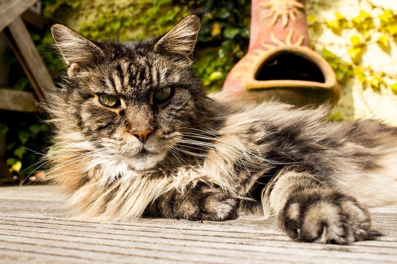 200 nomi di gatti maschi:opzioni difficili e popolari per il tuo gatto maschio