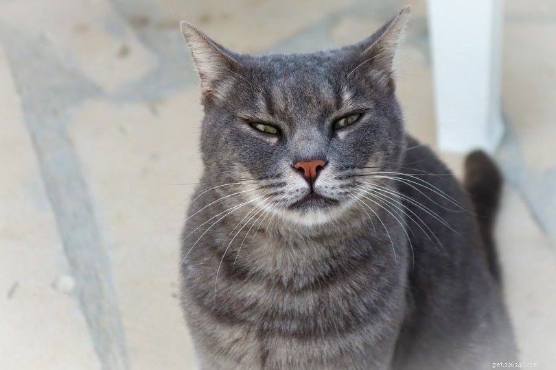 85+ grå kattnamn:rökiga och mjuka alternativ för din silverkatt