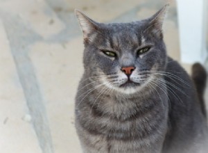 85+ nomes de gatos cinza:opções esfumaçadas e macias para seu gato prateado