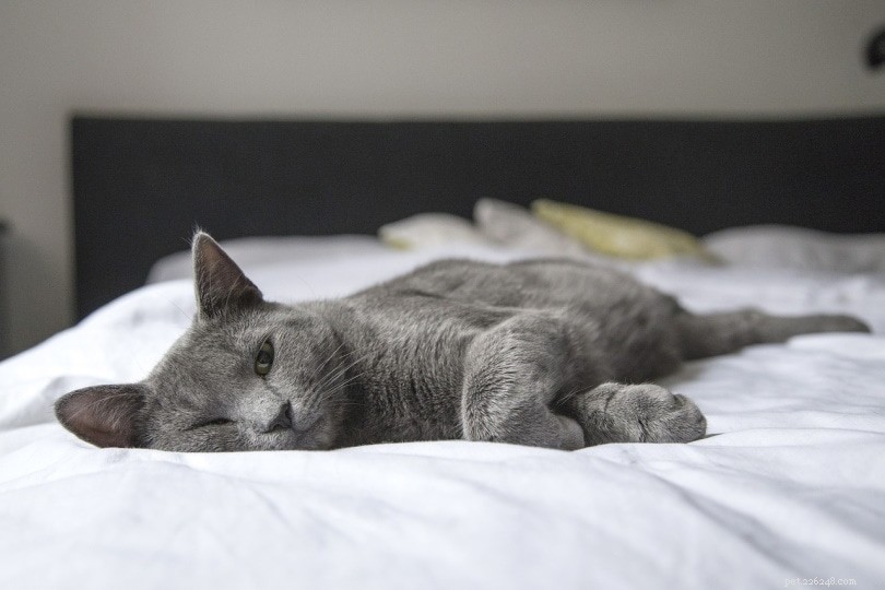 85以上の灰色の猫の名前：銀色の猫のためのスモーキーとソフトのオプション 