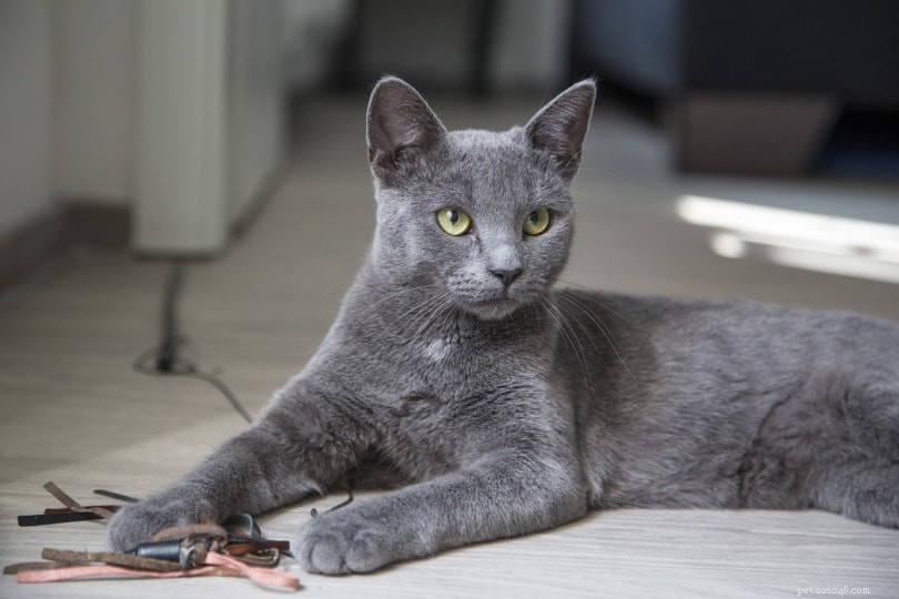 85+ nomes de gatos cinza:opções esfumaçadas e macias para seu gato prateado
