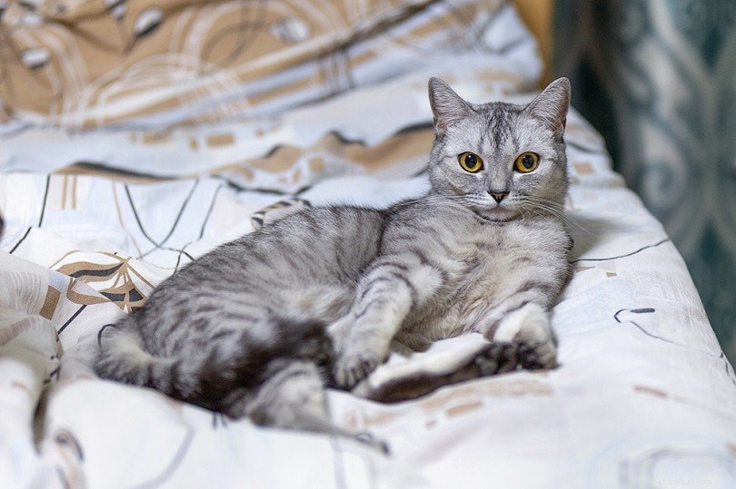 Plus de 85 noms de chat gris :options fumées et douces pour votre chat argenté