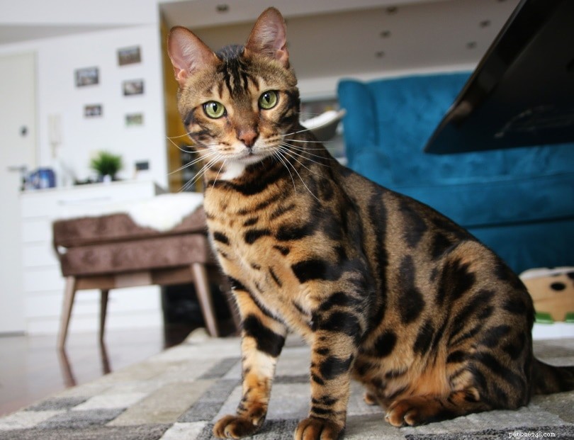 200 wetenschappelijke kattennamen:technische en slimme opties voor uw kat 