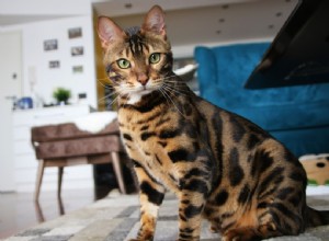 200 nomes científicos de gatos:opções técnicas e inteligentes para seu gato