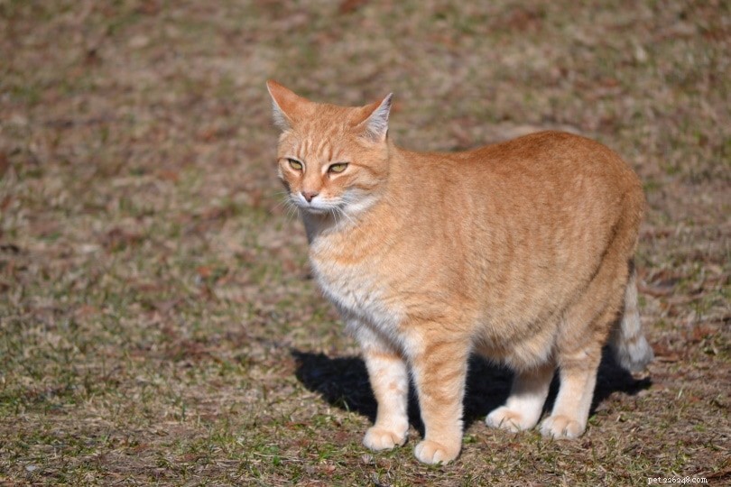 Plus de 200 noms de chat orange :des options étonnantes pour votre chat roux