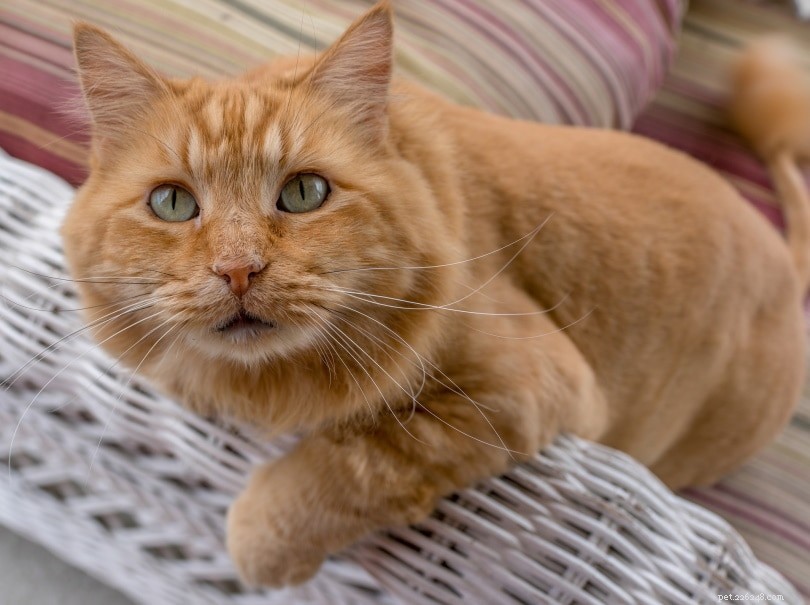 200+ jmen oranžových koček:úžasné možnosti pro vaši zrzavou kočku