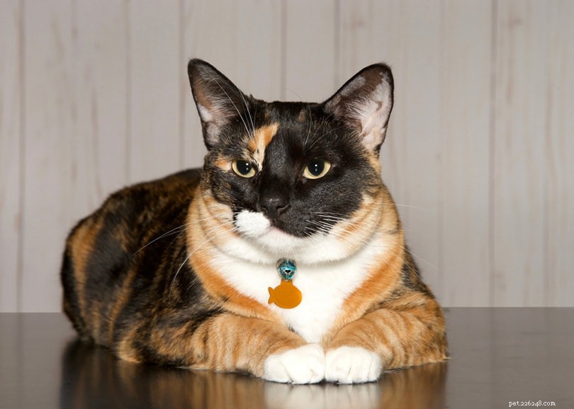150 namen van Calico-katten:leuke en leuke opties voor je kat