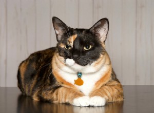 150 nomes de gatos chita:opções fofas e divertidas para seu gato